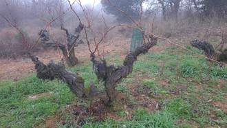 [foto de la noticia]