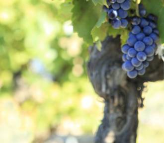 [foto de la noticia]